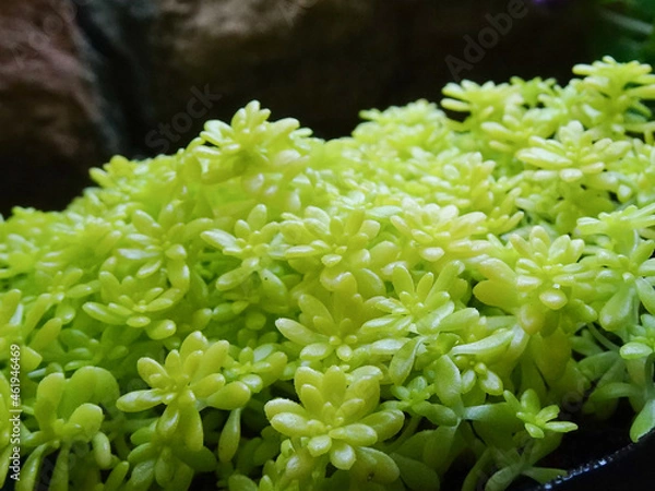 Obraz 自然　風景