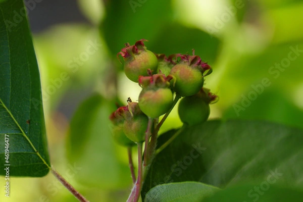 Obraz 自然　風景