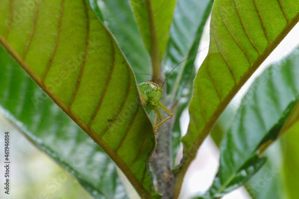 Obraz 植物　マクロ