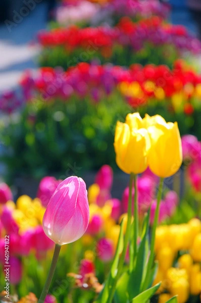 Fototapeta 冬の色とりどりなチューリップの花