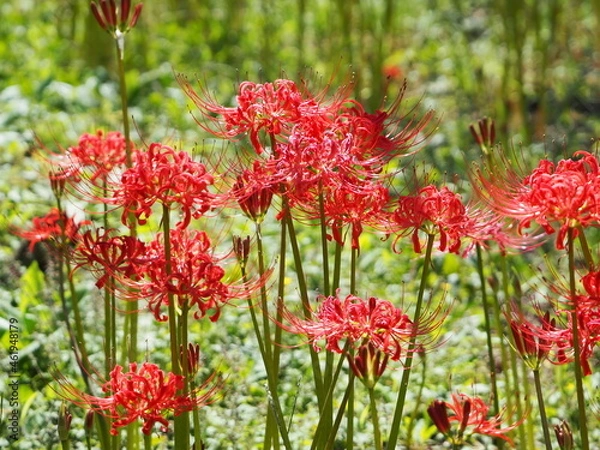 Fototapeta 曼殊沙華の花畑