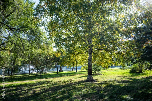 Obraz Birch tree  with backlit branches of green and yellow foliage in the park in autumn