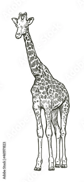 Fototapeta Hand drawn realistic sketch of giraffe, vector illustration