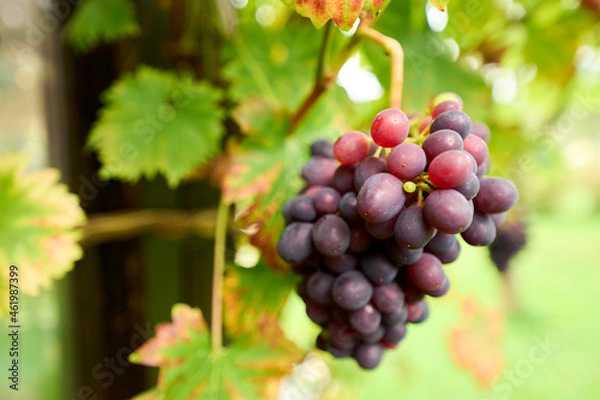 Obraz Weinstock im Garten