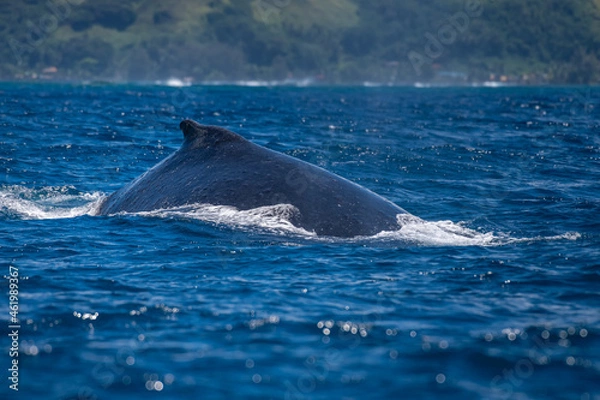 Fototapeta humpback whale in the water Megaptera novaeangliae