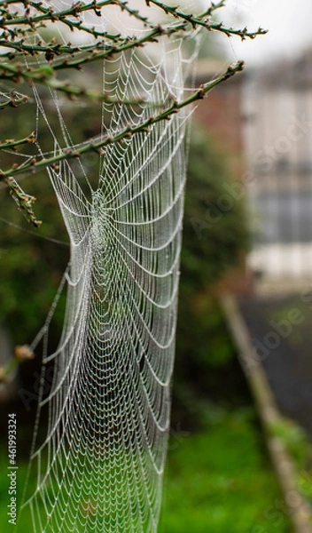 Fototapeta Cobwebs in summer, phenomenon of spiders migration