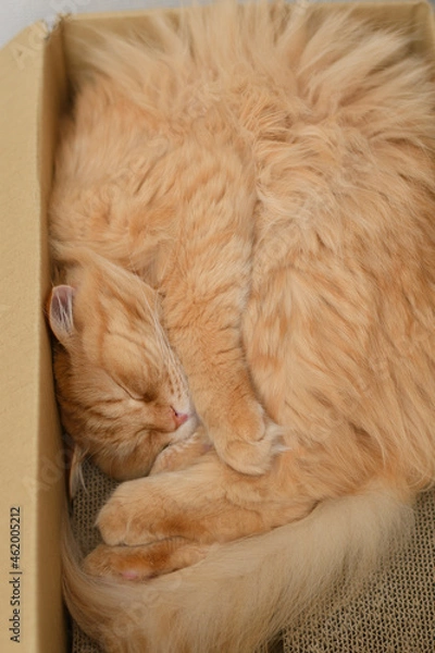 Obraz 箱の中で寝る猫（マンチカン）