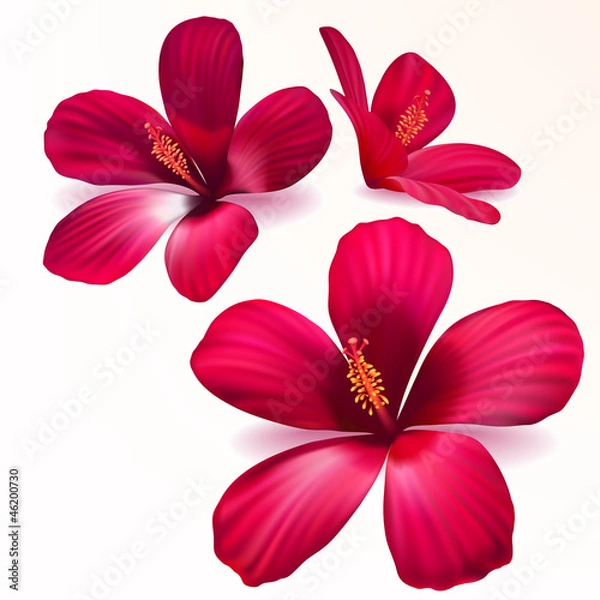 Fototapeta Vector red flowers