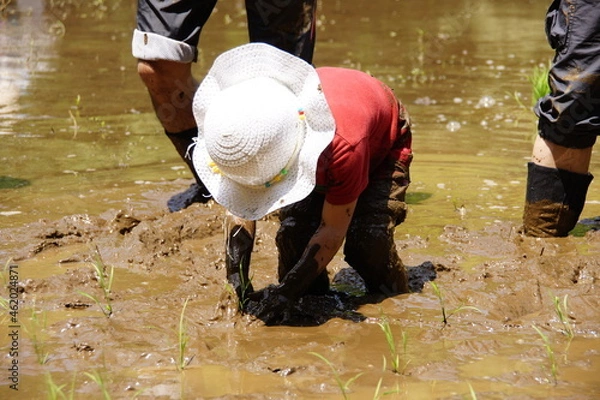 Obraz 子供の田植え