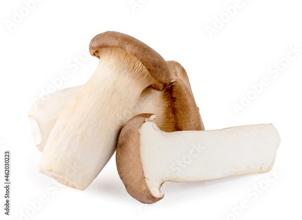 Obraz King oyster mushroom Pleurotus eryngii isolated on white background