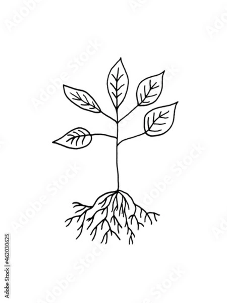 Obraz hand drawing tree