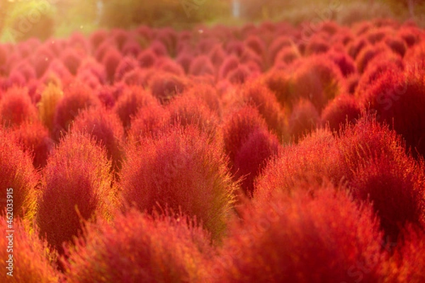 Obraz 赤く染まったコキア