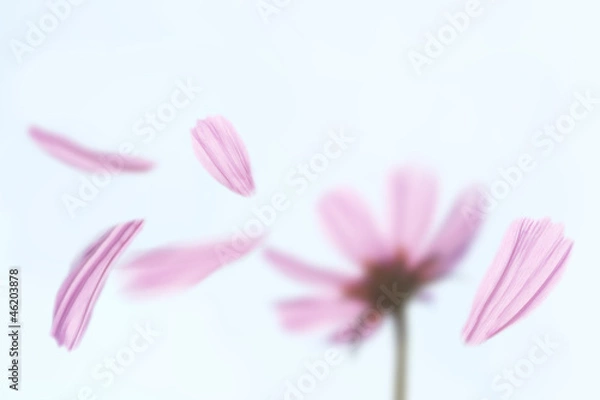 Fototapeta コスモスと花弁