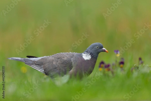 Fototapeta Wood pigeon Columba palumbus in close view perched oder on ground