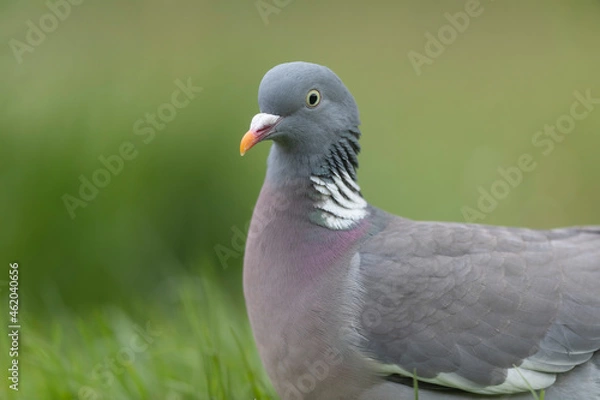 Fototapeta Wood pigeon Columba palumbus in close view perched oder on ground