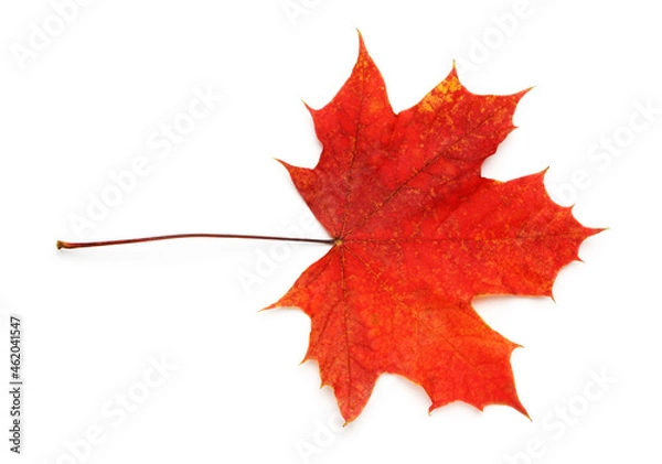 Fototapeta Bright red maple leaf isolated on a white background