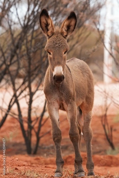 Obraz donkey in the woods
