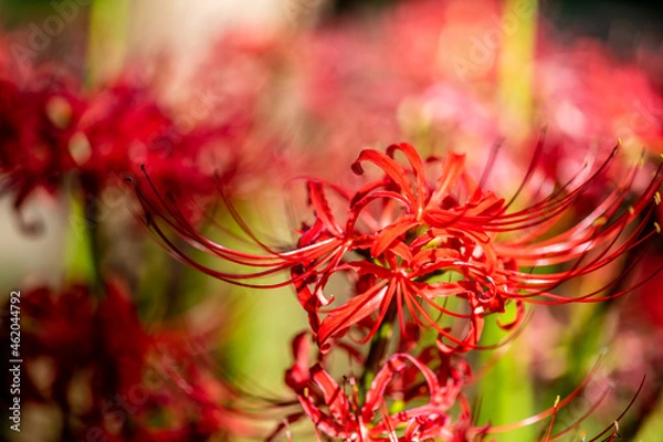 Fototapeta 満開の彼岸花