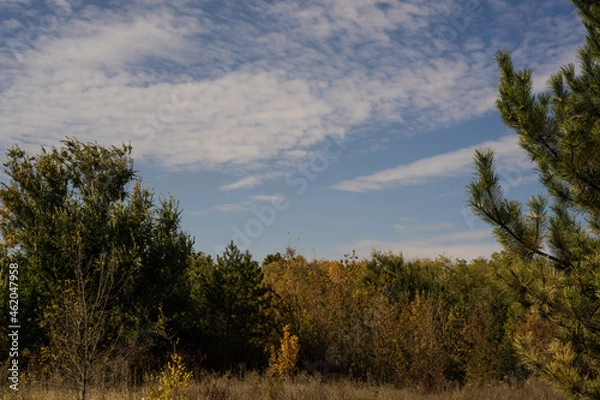 Obraz clouds over the forest