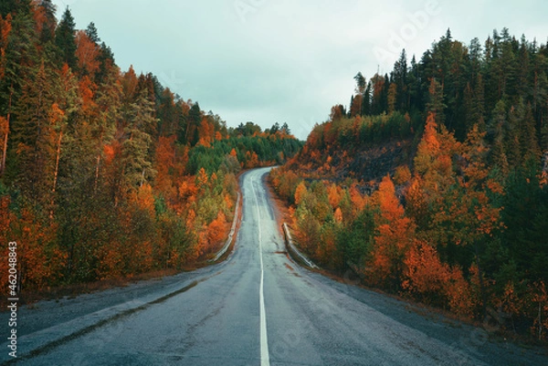 Fototapeta The road in the autumn forest