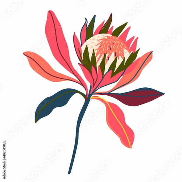 Fototapeta Botanical isolated design illustration of protea flowers Australian flora