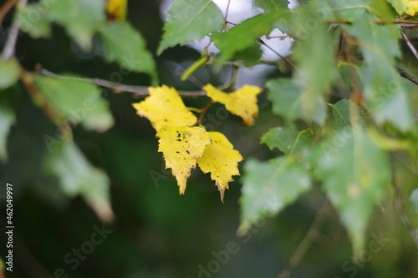 Obraz yellow  leaves in autumn