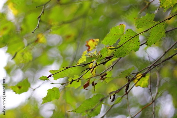 Obraz leaves on a birch branch in autumn