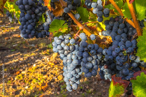 Obraz grappes de raisin