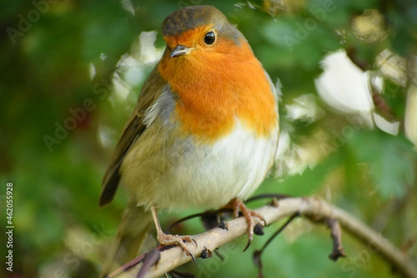 Obraz robin on a branch