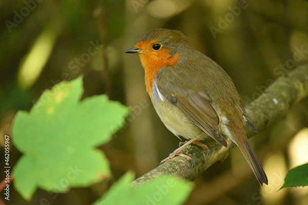Obraz robin on a branch