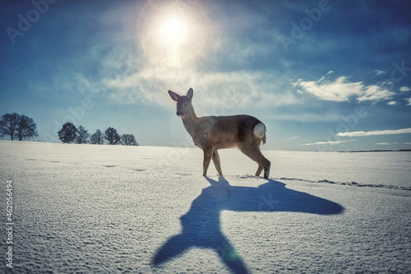 Obraz Sarna zimą na polu