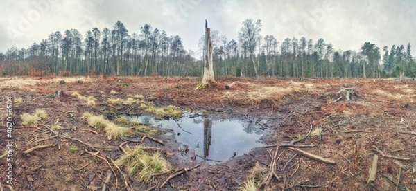 Obraz Zniszczony las