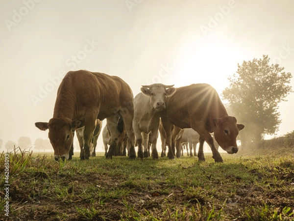 Fototapeta Herd of cow approaching during sunrise - golden hour - moody photo - curious cows in the mist