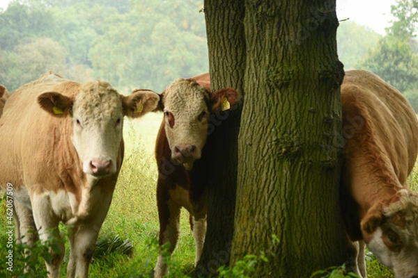 Obraz cows in a field