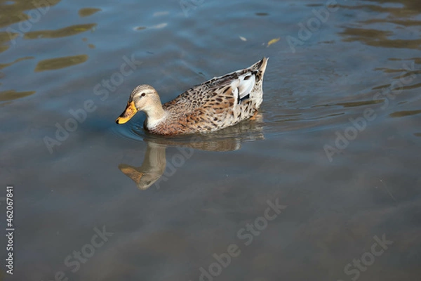 Obraz Ente, Duck
