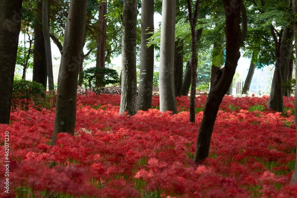 Fototapeta 彼岸花