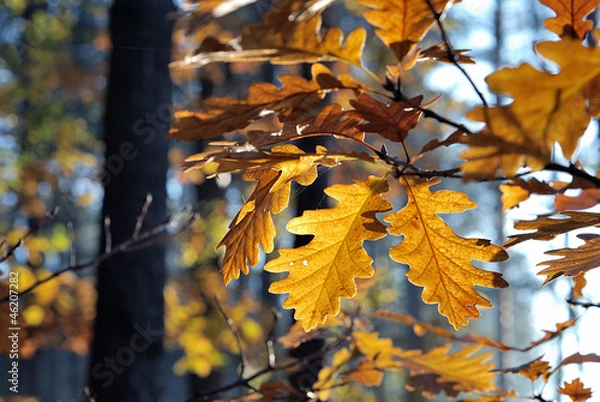 Fototapeta liście dębu