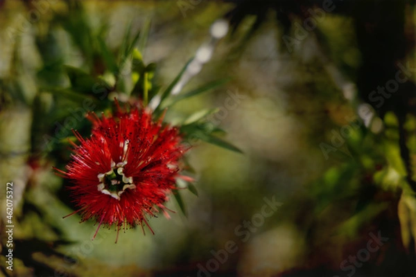 Fototapeta Macro Bottlebrush on Soft Antique Background
