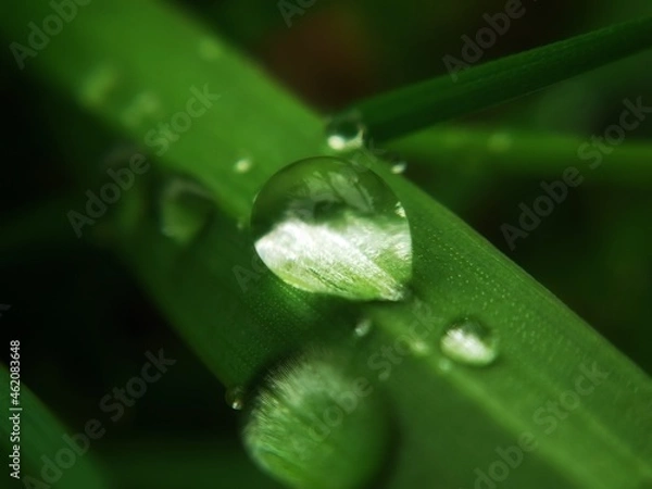 Obraz water drops on a leaf