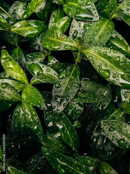 Obraz water drops on a leaf