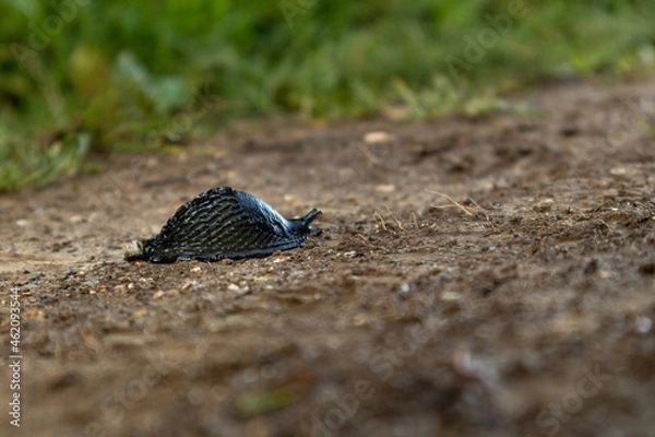 Obraz Black Slug