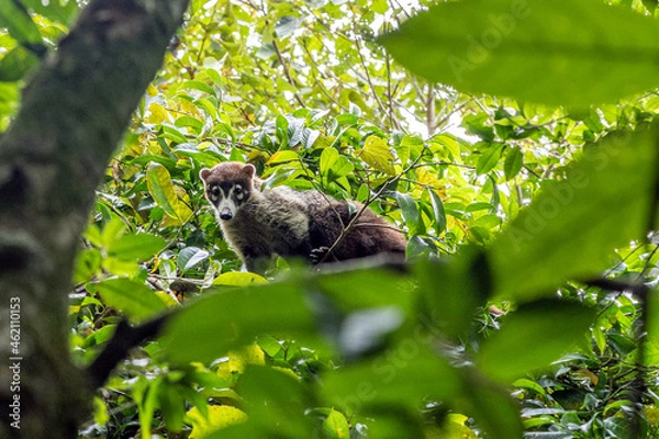 Obraz Nose Bear / Nasenbär