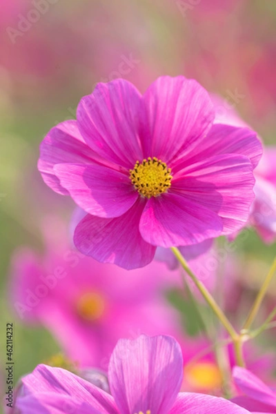 Obraz 【花】コスモス・秋桜【季節】