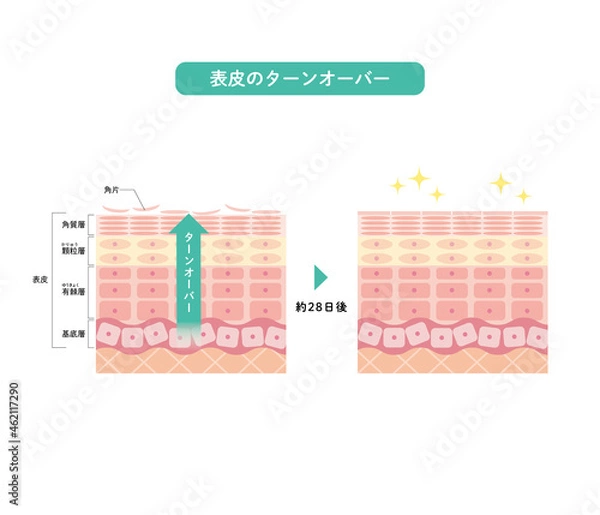Fototapeta 表皮のターンオーバー　皮膚の構造　肌図　美容