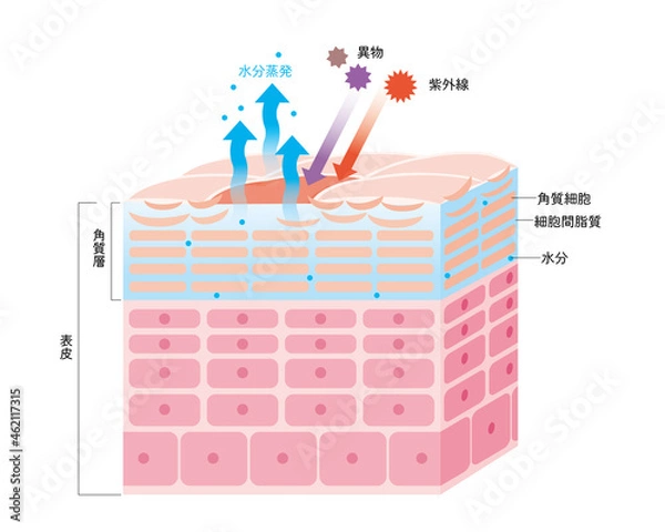Fototapeta 乾燥した肌の表皮　皮膚の構造　肌図　美容