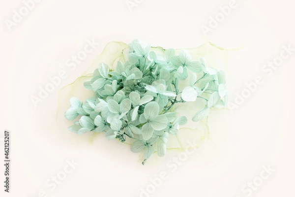 Fototapeta Creative image of pastel mint Hydrangea flowers on artistic ink background. Top view with copy space