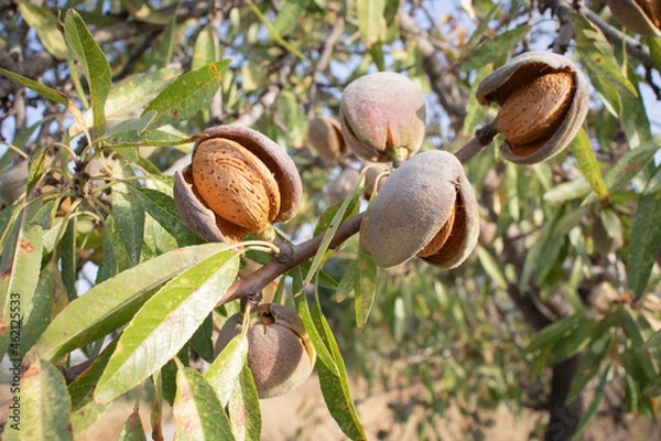 Obraz Ripe almonds on the tree ready to harvest.