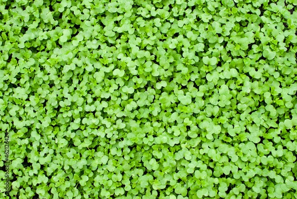 Obraz background green grass shoots