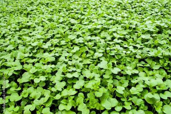 Obraz background green grass shoots