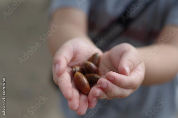 Obraz 手のひらの上のどんぐり